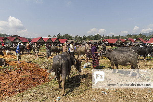 People and water buffaloes at the Bolu livestock market  Rantepao  Toraja Land  South Sulawesi  Indonesia