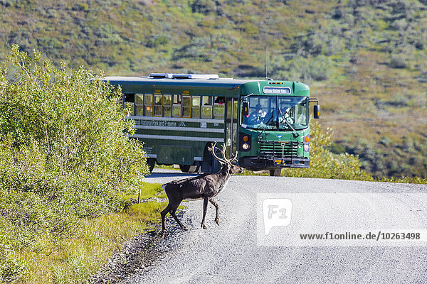 A Caribou walks across the Park Road in front of a park shuttle bus in Denali National Park  Interior Alaska  Summer.