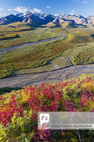 Vereinigte Staaten von Amerika USA Nationalpark Farbaufnahme Farbe Landschaftlich schön landschaftlich reizvoll Fokus auf den Vordergrund Fokus auf dem Vordergrund Ansicht Denali Nationalpark bunt