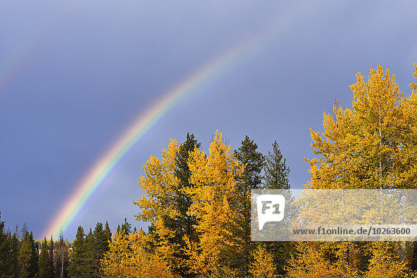 Vereinigte Staaten von Amerika USA Wald mischen Herbst Jackson Mixed Regenbogen Wyoming