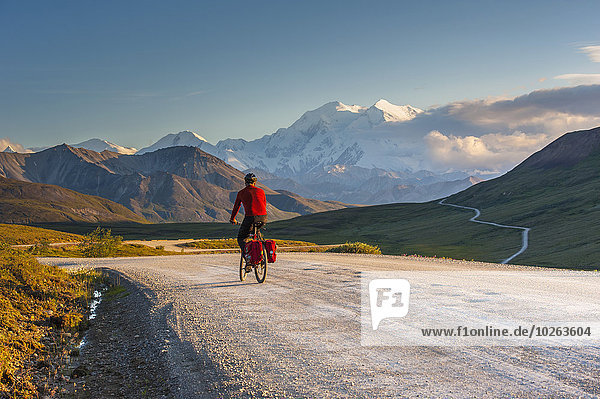 A man bicycle touring in Denali National Park with Mt. McKinley in the background  Interior Alaska  Summer