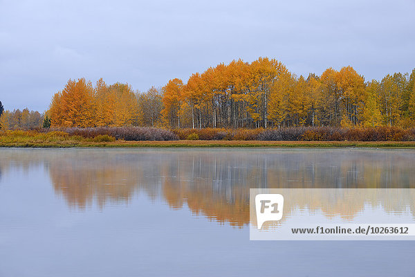 Vereinigte Staaten von Amerika USA Biegung Biegungen Kurve Kurven gewölbt Bogen gebogen Baum Fluss Herbst Laub Jackson Wyoming
