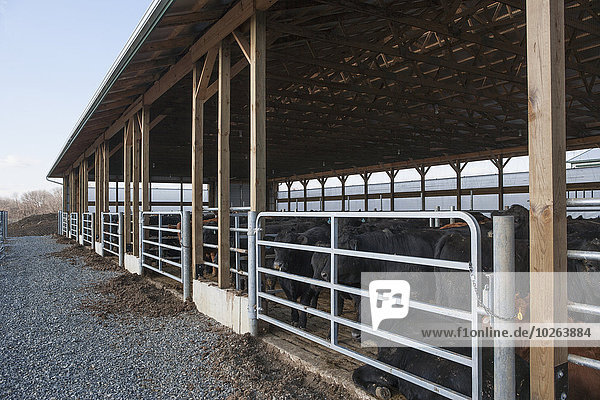 Amerika Scheune Verbindung Rindfleisch Rind Lancaster neu Pennsylvania