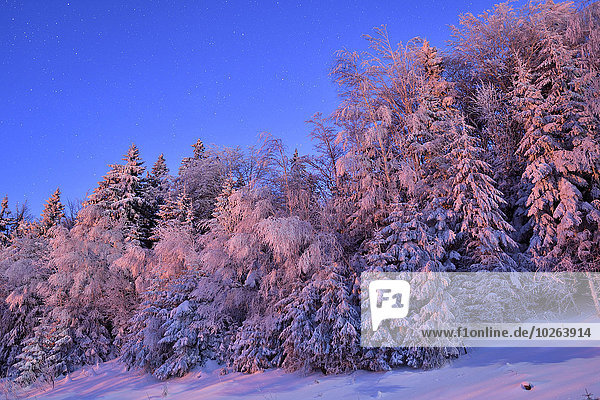 Bayerischer Wald Bayrischer Wald Bayerwald Winter Nacht Landschaft Wald Bayern Deutschland Mondschein