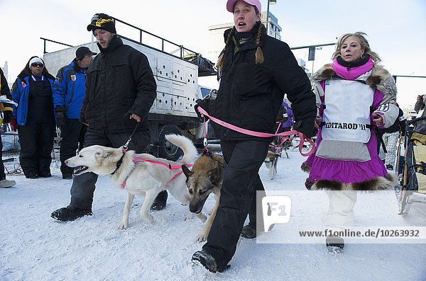 Teamwork Hund Start Alaska Anchorage Innenstadt Linie