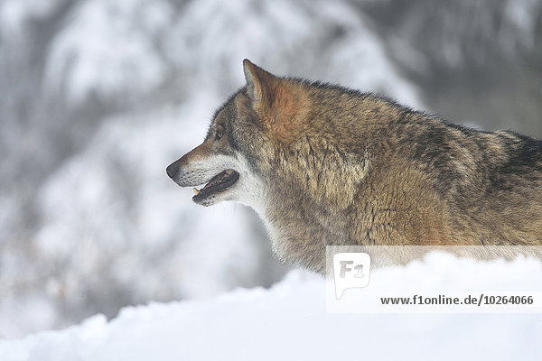 Grauwolf Canis lupus pambasileus Bayerischer Wald Bayrischer Wald Bayerwald Portrait Winter europäisch Close-up Bayern Deutschland