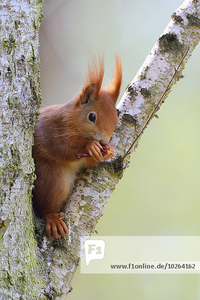 Close-up portrait of Red Squirrel (Sciurus vulgaris) sitting in tree eating  in Early Spring  Hesse  Germany