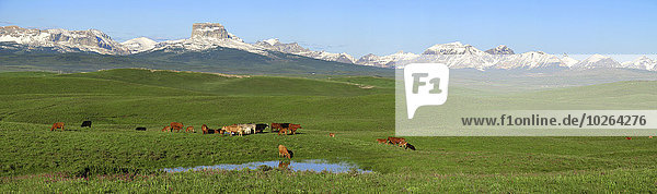 Hausrind Hausrinder Kuh nebeneinander neben Seite an Seite Sonnenaufgang Hintergrund mischen zusammenbauen Wiese Zucht Kalb Rocky Mountains Vorgebirge Alberta Rindfleisch Rind Kanada kanadisch vieh Mixed Teich