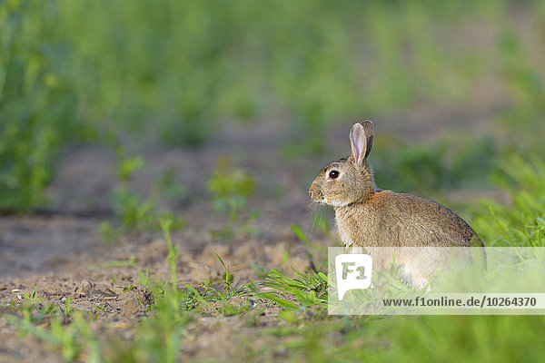 European Rabbit (Oryctolagus cuniculus) in Spring  Hesse  Germany