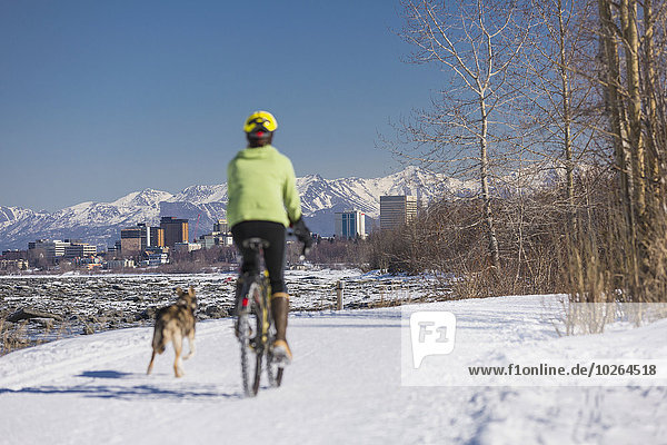 A Young Woman rides a studded tire bicycle with her Alaskan Husky down the Tony Knowles Coastal Trail  Anchorage  Southcentral Alaska  USA.