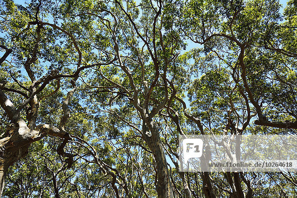 Eucalyptus Treetops  Benandarah  Murramarang National Park  New South Wales  Australia