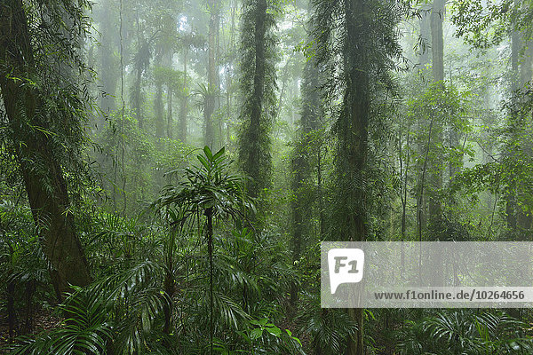 Australien New South Wales Regenwald