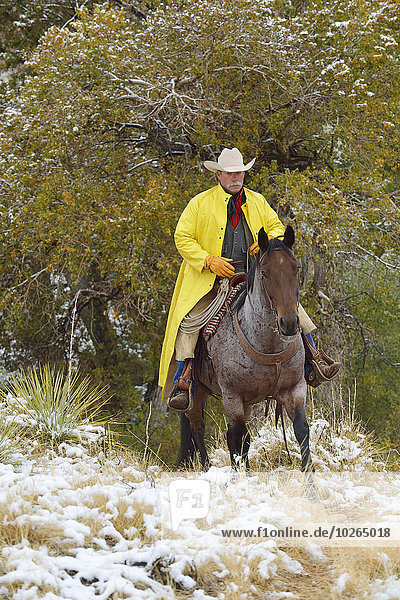Cowboy Riding Horse in Snow  Rocky Mountains  Wyoming  USA