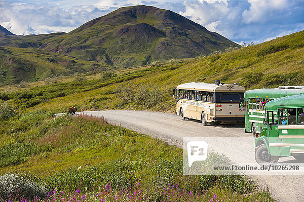 Tour buses line up on the Park Road at Highway Pass as a grizzly bear approaches the road in Denali National Park with Sony Dome in the background  Interior Alaska