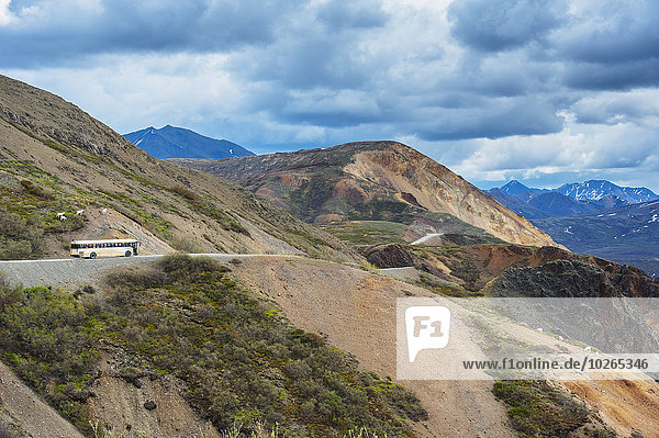 A tour bus stops on the Park Road at Polychrome Pass as a group Dall sheep ram approach the road  Denali National Park  Interior Alaska
