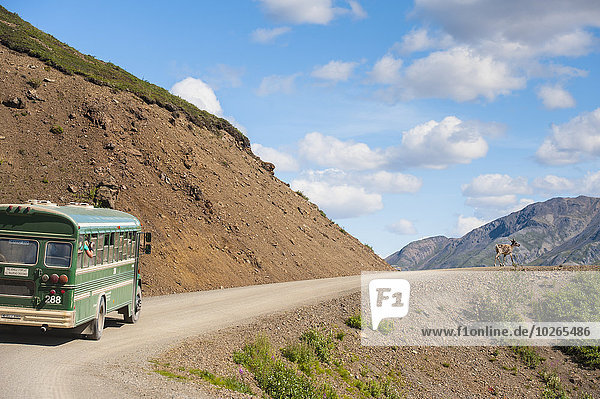 Bull caribou is followed by a park shuttle bus in Denali National Park  Interior Alaska.