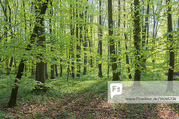 europäisch Wald Buche Buchen Deutschland Hessen