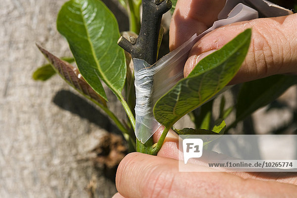 Agriculture - A field technician grafts multiple hybrid cultivars to a large avocado tree stump whose original nursery graft failed. After the successful grafts  the tree will yield avocados of multiple varieties spread over a long growing season / Kona
