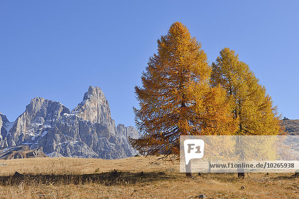 European Larch Trees and Cimon della Pala  Autumn  Passo Rolle  Parco Naturale Paneveggio Pale di San Martino  Dolomites  Italy