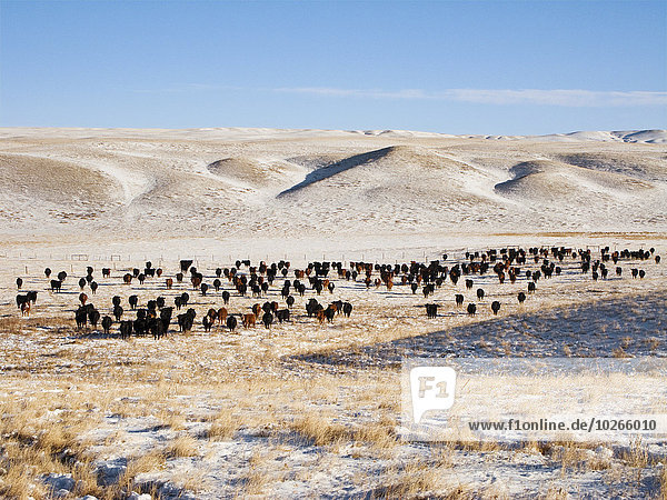 Livestock - Herd of Red Angus and Black Angus cattle on a snow covered Winter native prairie pasture / Alberta  Canada.