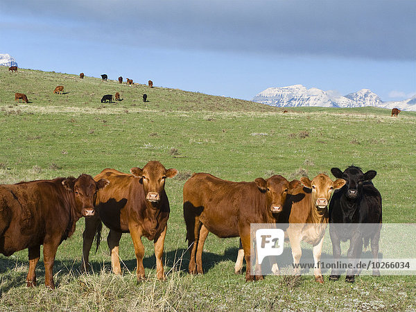 Livestock - Red Angus and Black Angus beef heifers on a green Spring pasture with the snow capped Rocky Mountains in the distance / Alberta  Canada.