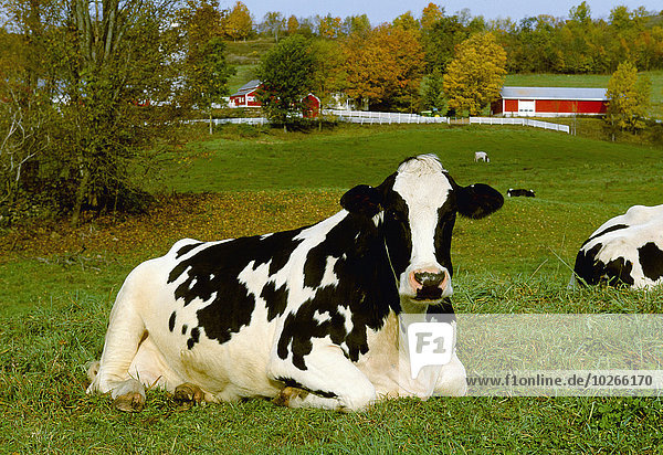 Vereinigte Staaten von Amerika USA Hausrind Hausrinder Kuh ruhen Gebäude Milchprodukt grün Hintergrund Wiese Holstein-Rind vieh neu