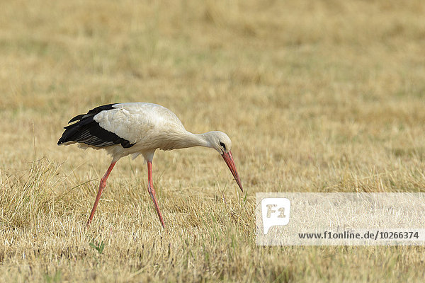 White Stork (Ciconia ciconia)  Hesse  Germany