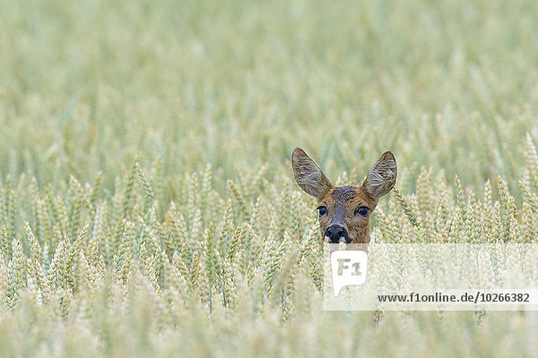 Female Western Roe Deer (Capreolus capreolus) in Corn Field  Hesse  Germany
