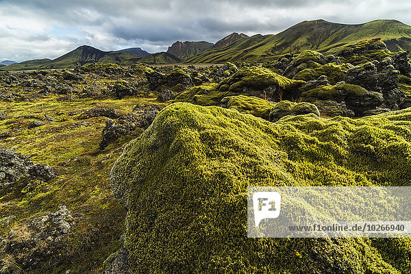 bedecken Überfluss Lava fließen Island Landmannalaugar Moos
