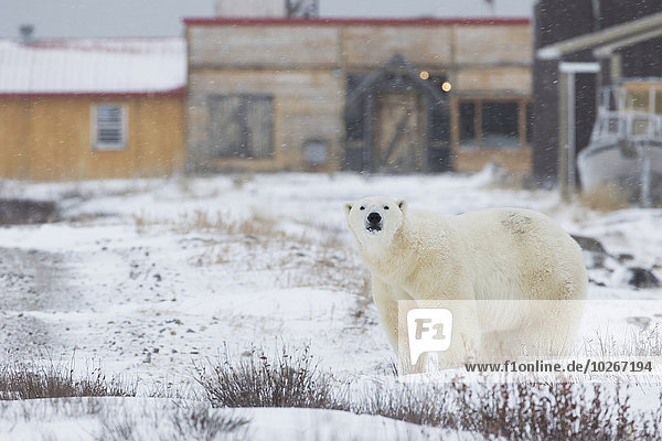 Eisbär Ursus maritimus nahe stehend Gebäude Sturm frontal Kanada Manitoba Schnee