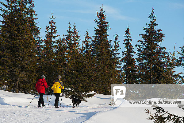 Couple nordic walking through snowy mountain trails with their dog; Filzmoos  Austria