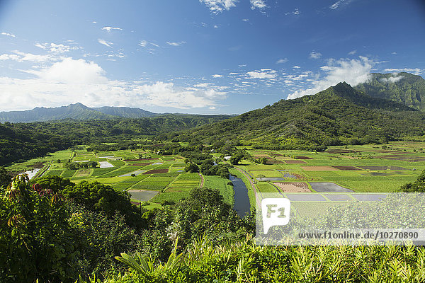 Taro wächst im Wasser  Hanalei Valley; Hanalei  Kauai  Hawaii  Vereinigte Staaten von Amerika