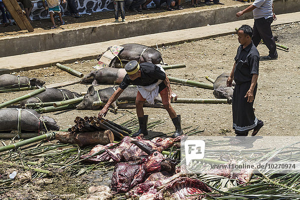 Metzger an der Rante  dem zeremoniellen Ort  an dem das Fleisch geschlachteter Rinder an die Gäste einer Toraja-Bestattung verteilt wird  in Sereale  Toraja-Land  Südsulawesi  Indonesien