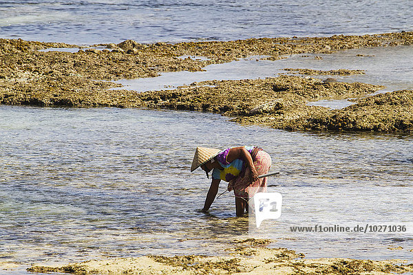 Mann beim Sammeln von Mollusken am Strand von Kuta  Lombok  West Nusa Tenggara  Indonesien