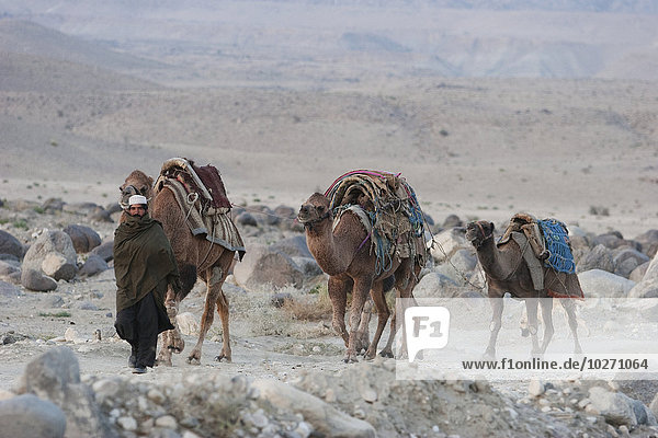 Kuchi-Nomade wandert mit seinen Kamelen am Ufer des Kabul-Flusses entlang  Provinz Kabul  Afghanistan