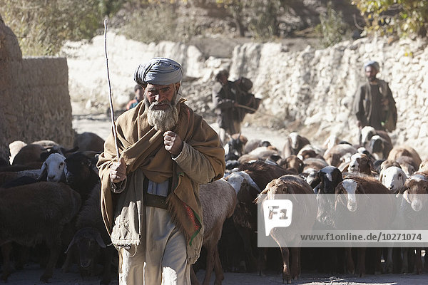 Afghanischer Schafhirte und seine Schafherde in Shekh Ali  Provinz Parwan  Afghanistan