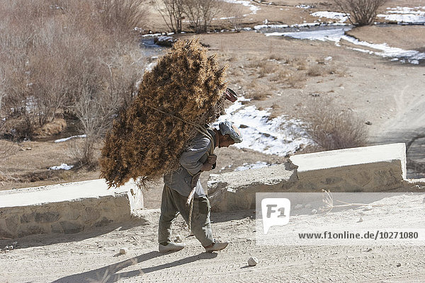 Mann beim Tragen von Reisig in der Nähe von Zarkharid  Provinz Vardak  Afghanistan