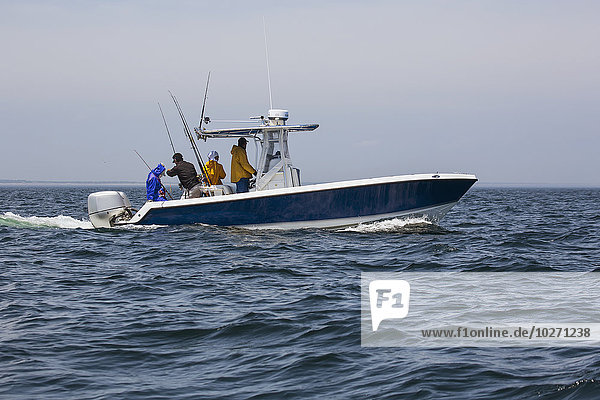 Jagd auf Thunfisch an der Atlantikküste; Massachusetts  Vereinigte Staaten von Amerika