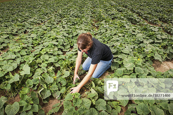 Junge Bäuerin bei der Kontrolle von Gurken auf einer Gurkenfarm in der Nähe von Federalsburg; Maryland  Vereinigte Staaten von Amerika'.