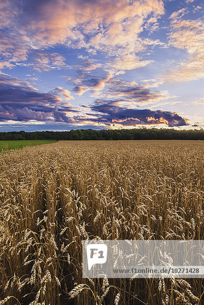 Rosa leuchtende Wolken bei Sonnenuntergang über einem Weizenfeld; Saint-Armand  Eastern Townships  Quebec  Kanada'.