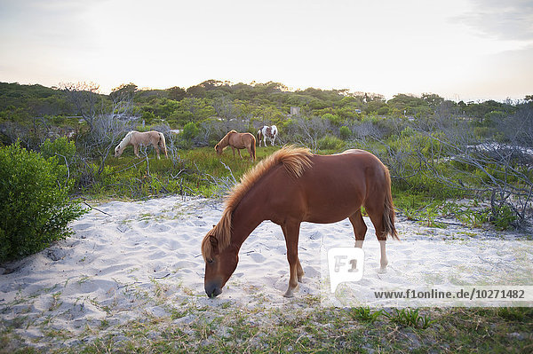Pferde auf der Weide im Assateague Island National Seashore; Maryland  Vereinigte Staaten von Amerika'.