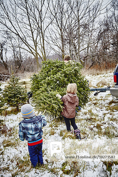 Vater  Tochter und Sohn tragen einen gefällten Weihnachtsbaum von einer Weihnachtsbaumfarm auf einen Anhänger; Stoney Creek  Ontario  Kanada'.