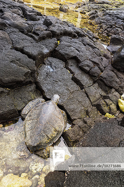 Eine Grüne Meeresschildkröte (Chelonia mydas) klettert aus einem Gezeitentümpel auf die Felsen; Kona  Insel Hawaii  Hawaii  Vereinigte Staaten von Amerika'.