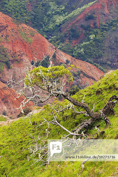 Alter Baum in der Waimea-Schlucht; Kalalau  Kauai  Hawaii  Vereinigte Staaten von Amerika'.