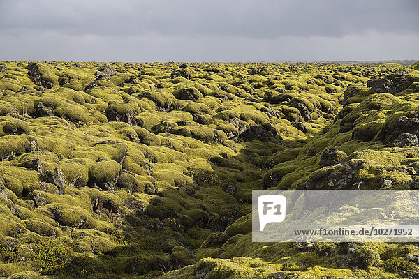 Moosbewachsener Lavastrom entlang der Südküste Islands; Island'.