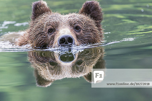 Grizzlybär (Ursus Arctos Horribilis) schwimmt über den Fluss  Khutzymateen Bear Sanctuary  in der Nähe von Prince Rupert; British Columbia  Kanada'.