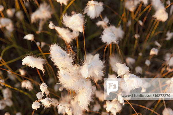 Nahaufnahme von Eriophorum oder Cottongrass  Shungnak  Arctic Alaska  Herbst