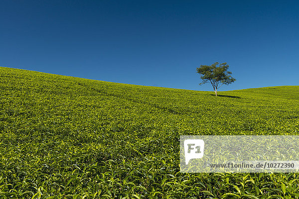Kleiner Baum inmitten eines mit Teesträuchern bewachsenen Hügels  Satemwa Tea Estate; Thyolo  Malawi'.