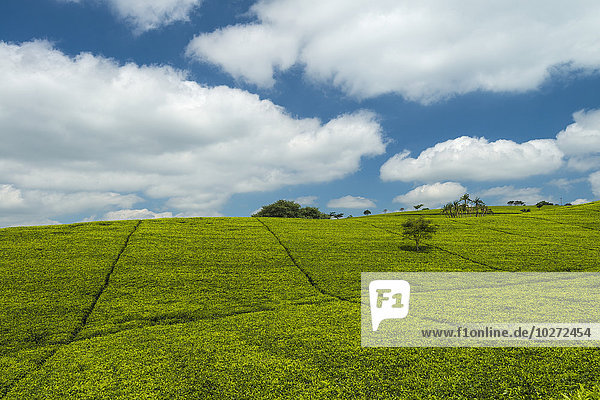 Blick über Teesträucher auf dem Satemwa Tea Estate; Thyolo  Malawi'.