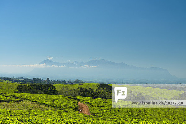 Blick über Felder mit Teesträuchern auf einer Teeplantage mit dem Berg Mulanje in der Ferne  in der Nähe von Thyolo; Malawi'.